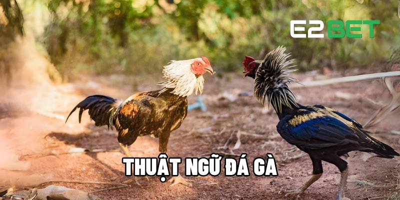 thuật ngữ đá gà