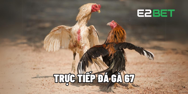 truc tiep da ga 67 1
