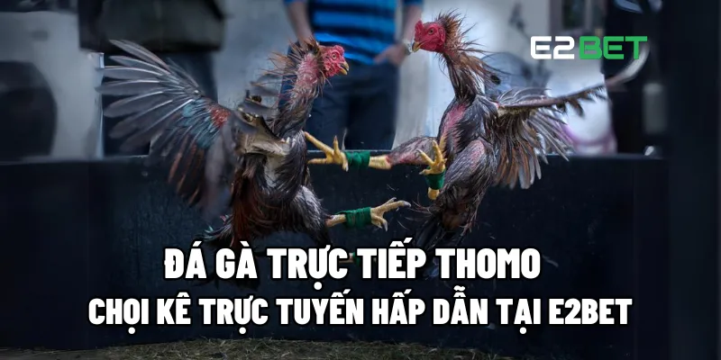 Đá Gà Trực Tiếp Thomo – Chọi Kê Trực Tuyến Hấp Dẫn Tại E2BET 1 Đá gà trực tiếp Thomo